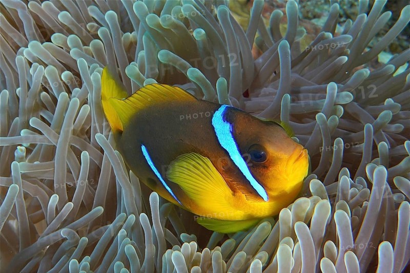 Red sea anemonefish (Amphiprion bicinctus)
