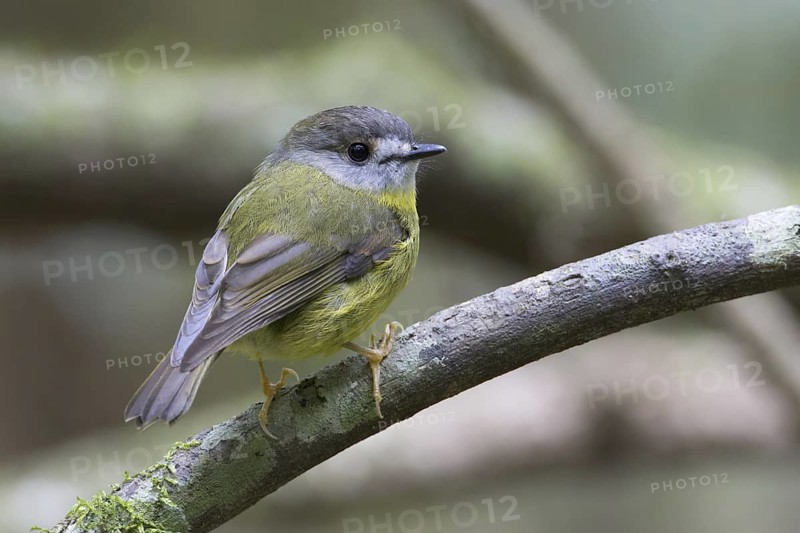 Pale-yellow Robin (Tregellasia capito), Queensland, Australia