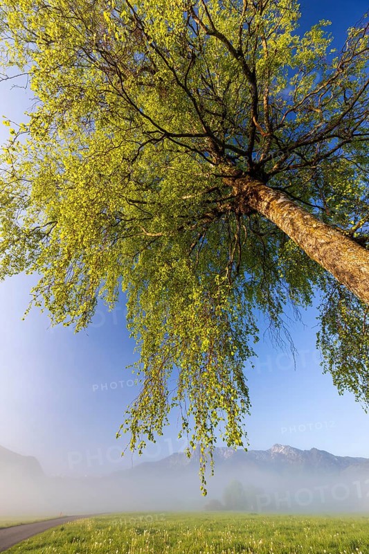 Tree, birch, light green leaves, morning light, fog, mountains, path, sunny, spring, Loisach-Lake Kochel-Moor, Alpine foothills, Bavaria, Germany