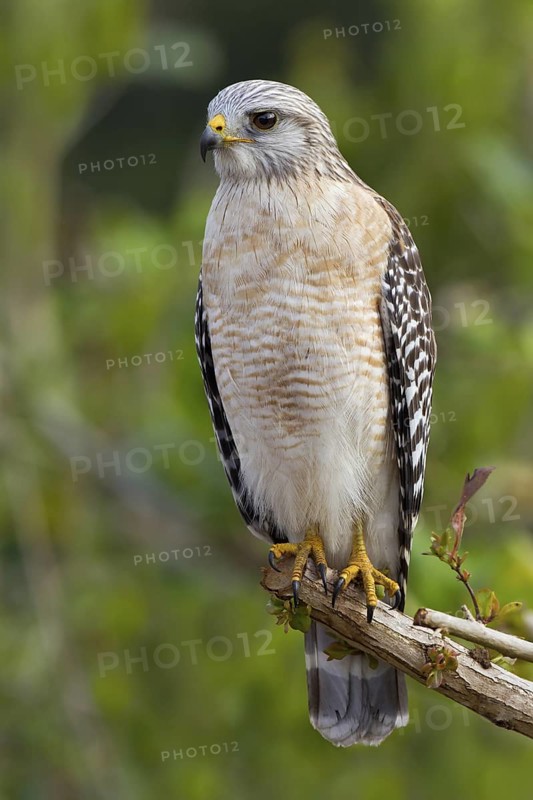 Red-shouldered Hawk (Buteo lineatus), Florida, USA