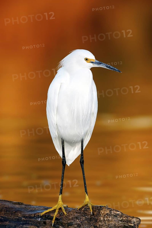 Snowy Egret Egretta thula Gilbert, Maricopa County, Arizona, United States 18 January Adult Ardeidae