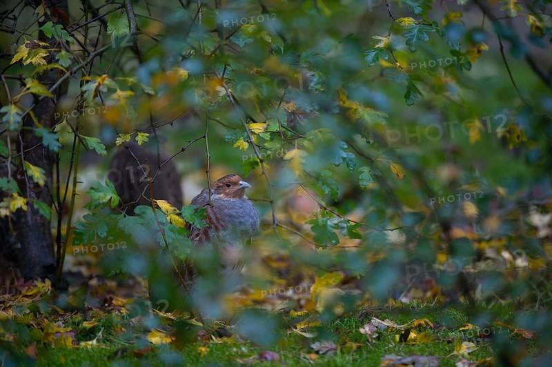 Grey Partridge (Perdix perdix), Bavaria, Germany