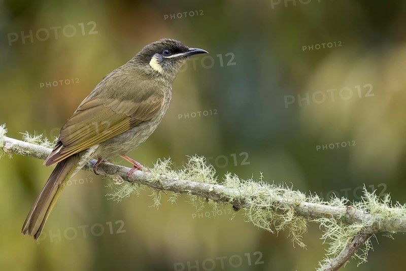 Lewin's Honeyeater (Meliphaga lewinii) perched on a branch in eastern Australia
