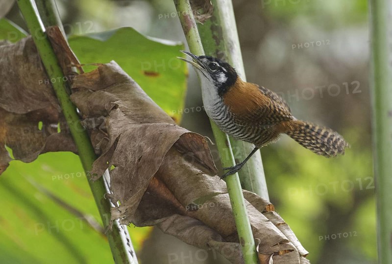 Bay Wren (Cantorchilus nigricapillus), Los Rios, Ecuador