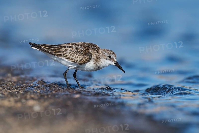 Little Stint (Calidris minuta) foraging, Eilat, Israel