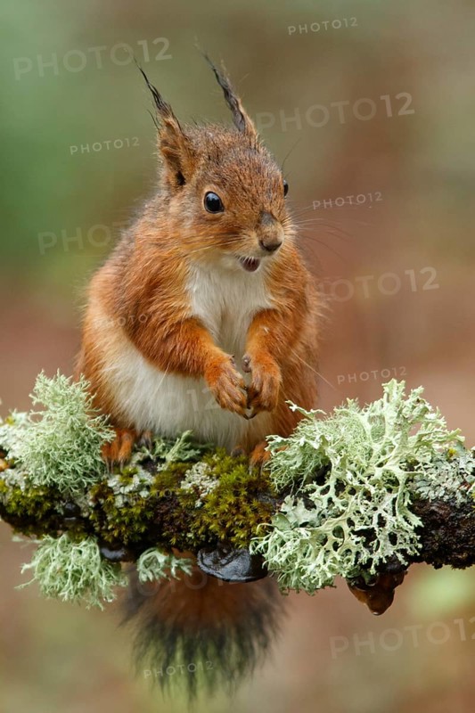 Eurasian Red Squirrel (Sciurus vulgaris), on forest, Asturias, Spain