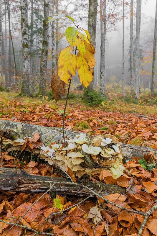 Beech forest, European beech or common beech (Fagus sylvatica) in autumn, Alm valley, Austria