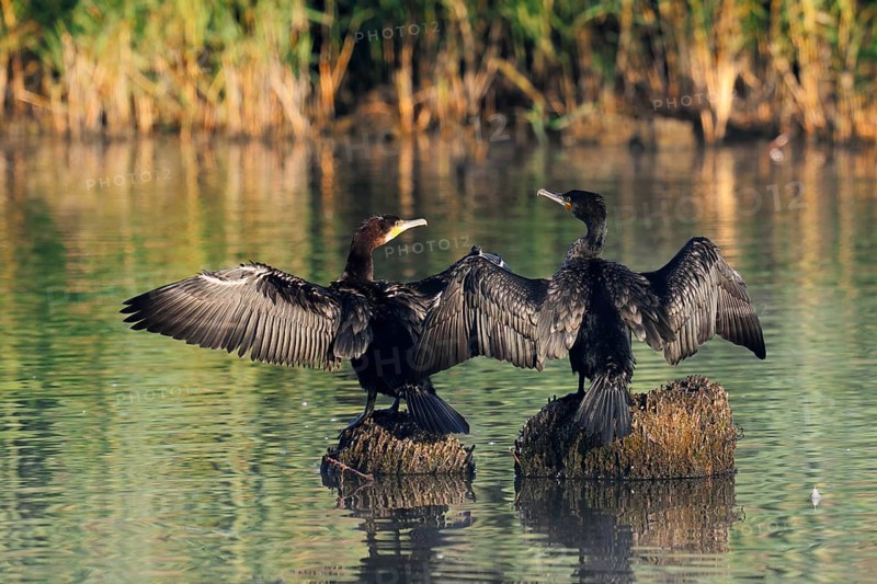 Cormorants (Phalacrocorax carbo) sitting on tree stumps in the water and drying their feathers, North Rhine-Westphalia, Germany