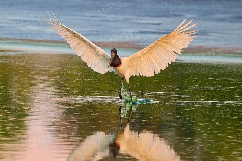 A bird spreads its wings over the reflecting water surface, Jabiru (Jabiru mycteria), Pantanal, Mato Grosso, Brazil