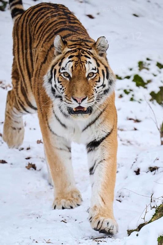 Siberian tiger (Panthera tigris altaica) walking in the snow in winter, captive, Germany