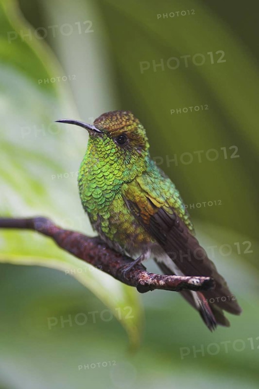 Coppery-headed Emerald (Elvira cupreiceps), Costa Rica
