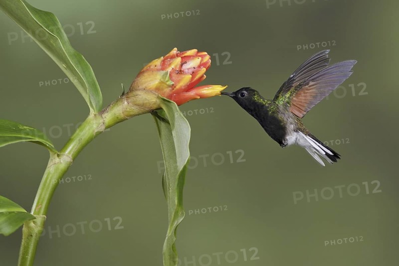 Black-bellied Hummingbird (Eupherusa nigriventris), Costa Rica