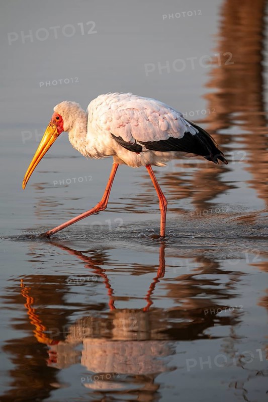 Glutton (Mycteria ibis) foraging in the water, in the morning light, with reflection, Sunset Dam, Southern Kruger National Park, Kruger National Park, South Africa