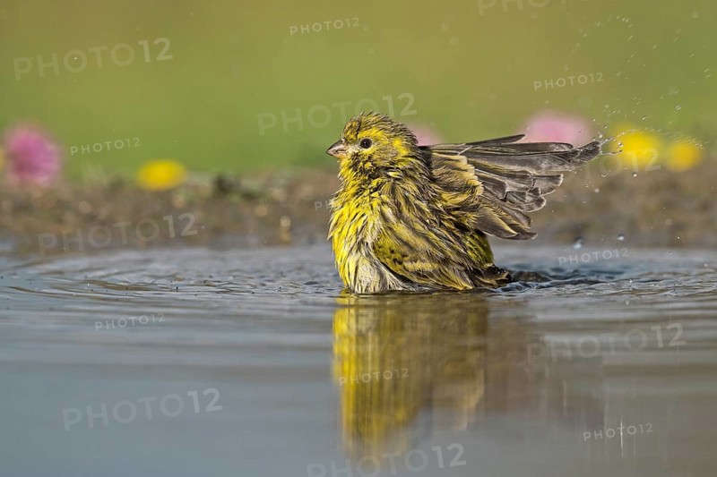 European Serin (Serinus serinus) bathing at a waterhole, Aosta Valley, Italy