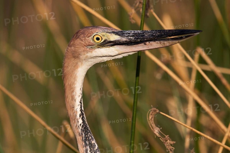 Goliath Heron (Ardea goliath), Nechisar National Park, Ethiopia