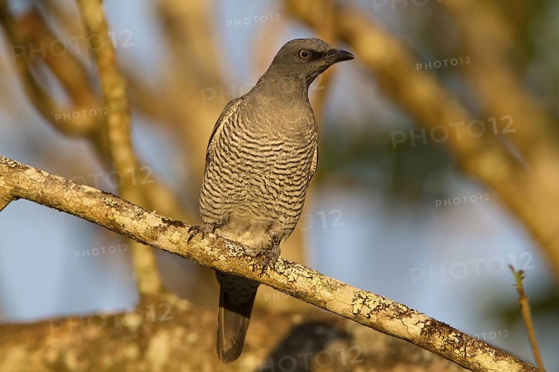 Barred Cuckooshrike (Coracina lineata) juvenile, Queensland, Australia