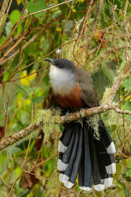 Chestnut-bellied Cuckoo (Coccyzus pluvialis) perched on a branch in Jamaica in the Caribbean