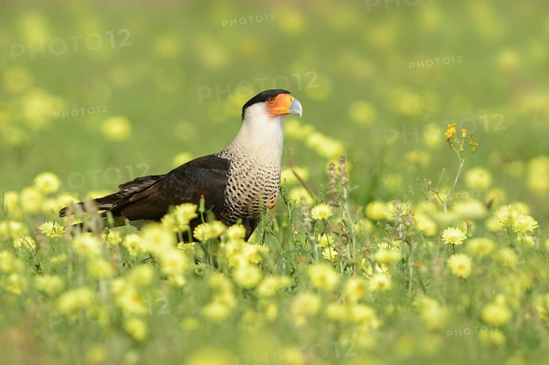 Northern Crested Caracara (Caracara cheriway) perched on flowering meadow, Texas, USA