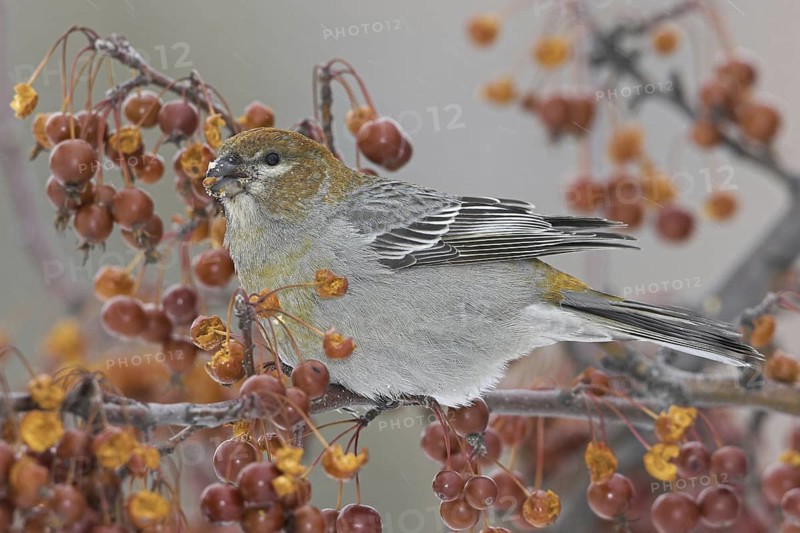 Pine Grosbeak (Pinicola enucleator) female, Ontario, Canada