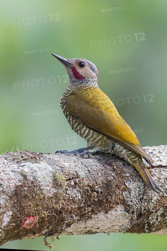 Grey-crowned Woodpecker (Colaptes auricularis) perched on a branch in Oaxaca, Mexico