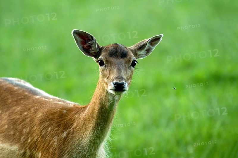 Fallow deer (Dama dama), female fallow deer, animal portrait in a meadow with a gadfly (Tabanidae), Breme, cattle fly, Poing Wildlife Park, Upper Bavaria, Bavaria, Germany