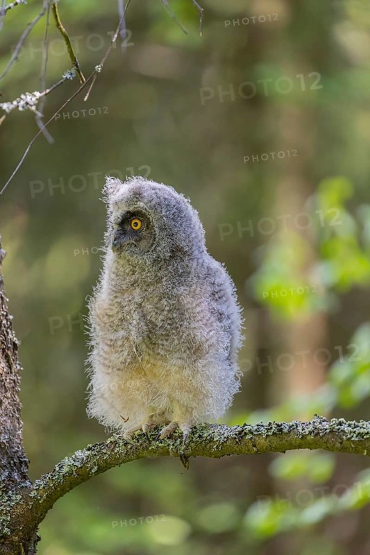One young long-eared owl (Asio otus), sitting on a branch of a tree. Green vegetation in the background