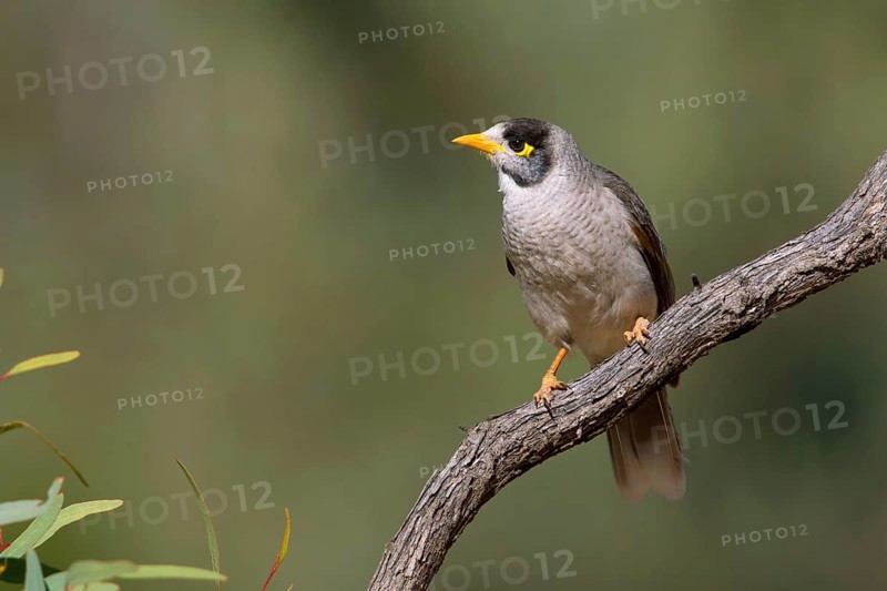 Noisy Miner (Manorina melanocephala), Victoria, Australia
