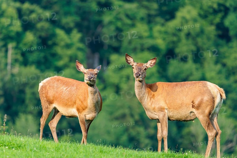 Two red deer hinds (Cervus elaphus) graze face to face in a green meadow in hilly terrain. A forest can be seen in the background. Bavaria, Germany
