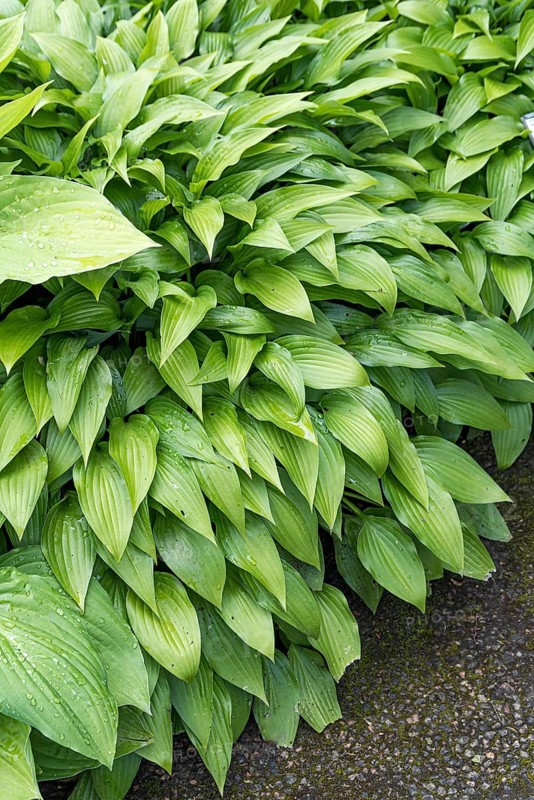 Funkia (Hosta lancifolia), Merkel family, Sweden