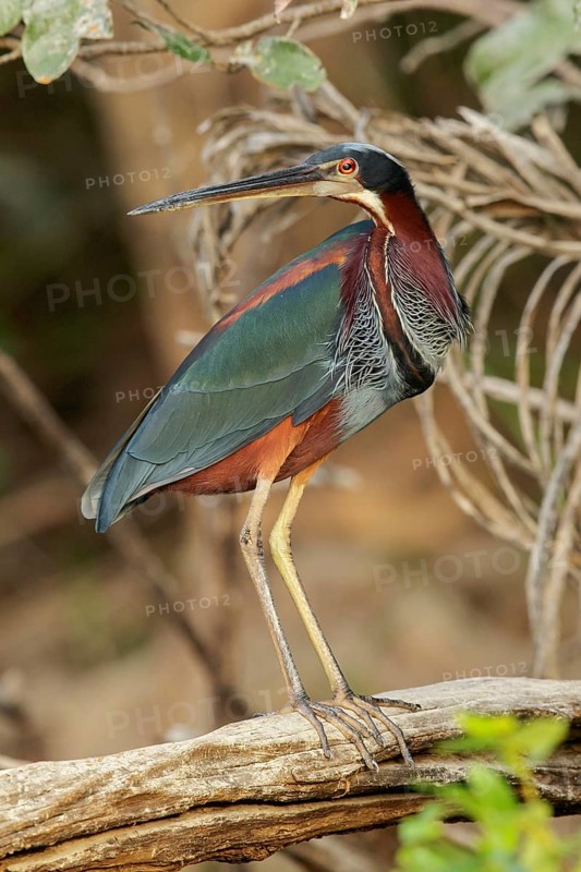 Agami Heron (Agamia agami) perched on a branch in the grasslands of Guyana