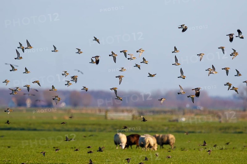 European Golden Plover (Pluvialis apricaria) flock flying, Netherlands