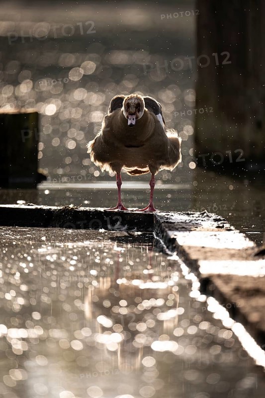 Nile goose (Alopochen aegyptiaca) after bathing, shaking, many water drops, backlight, bokeh, frontal view, Ümminger See, Bochum, North Rhine-Westphalia, Germany