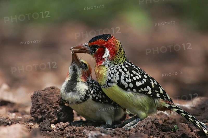 Red-and-yellow Barbet (Trachyphonus erythrocephalus) feeding young, Lake Manyara, Tanzania