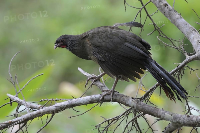 Chaco Chachalaca (Ortalis canicollis pantanalensis), Pantanal, Brazil