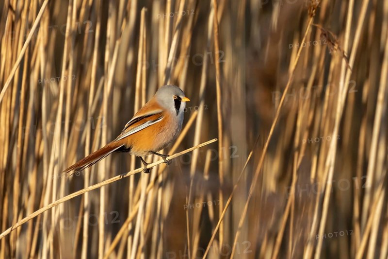 Bearded tit or reedling (Panurus biarmicus) adult male bird on the edge of a reedbed, RSPB Titchwell nature reserve, Norfolk, England, United Kingdom