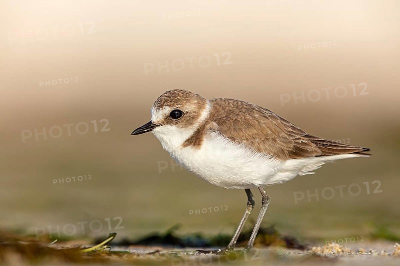 Animals, birds, plover, Kentish plover, (Charadrius alexandrinus), biotope, habitat, foraging, Barr Al Hikman, Shannah, Ash Sharqiyah South, Oman