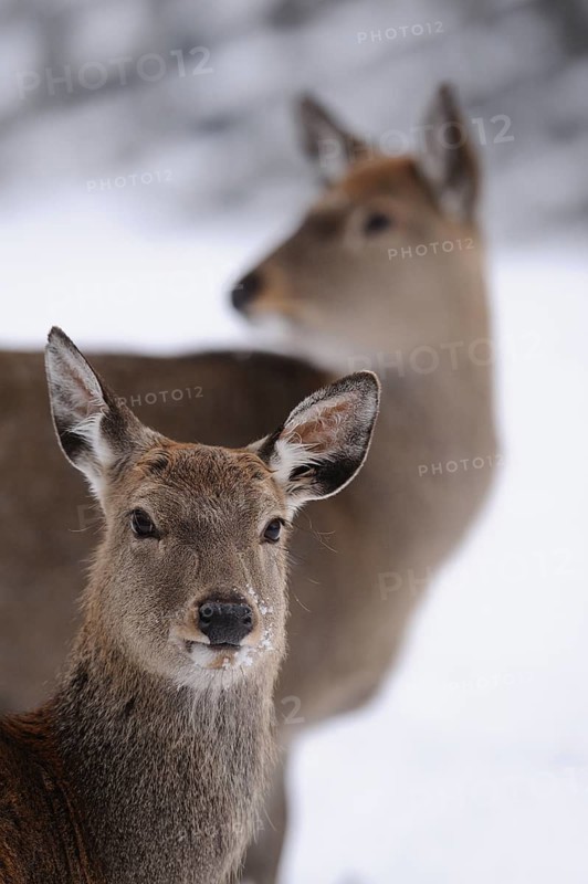 Two deer in the snow, looking attentively at the viewer in a winter landscape, sika deer (Cervus nippon), captive, Bavaria