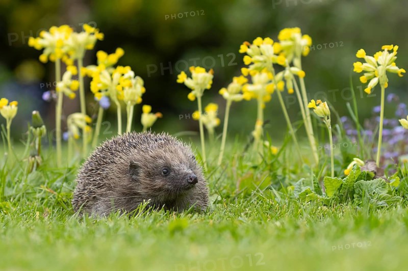 European hedgehog (Erinaceus europaeus) adult animal on a garden grass lawn with Cowslip flowers in the spring, England, United Kingdom