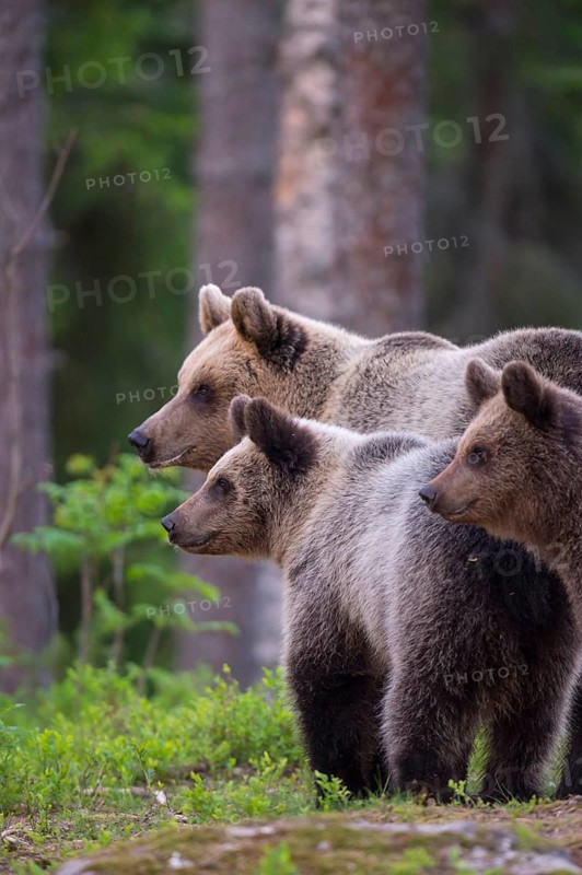 Eurasian Brown Bear (Ursus arctos) mother with two cubs in forest, Finland