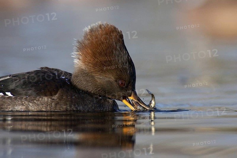 Hooded Merganser (Lophodytes cucullatus) female, British Columbia, Canada