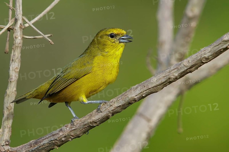 Finsch's Euphonia (Euphonia finschi) perched on a branch in the rainforest of Guyana