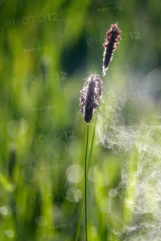 Pollen count, spring, Germany