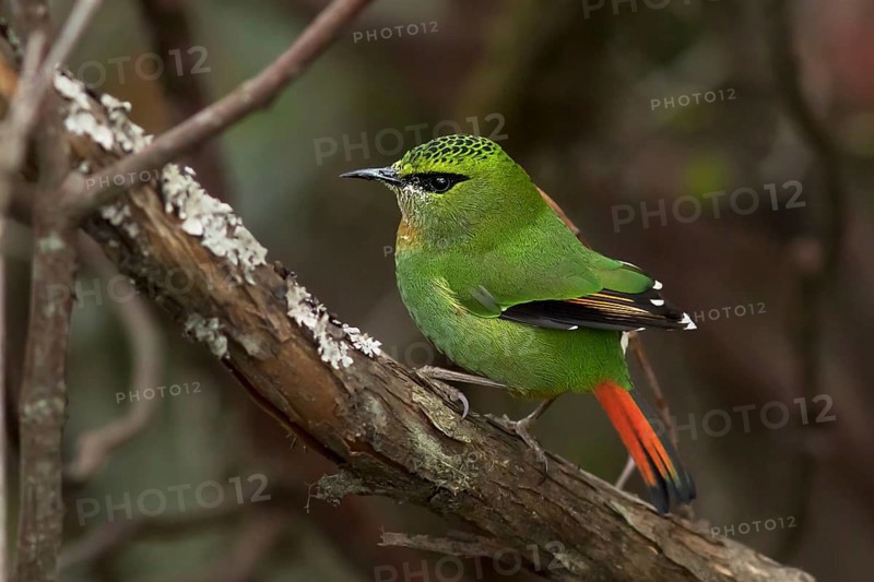 Fire-tailed Myzornis (Myzornis pyrrhoura) feeding on Rhododendron, Darjeeling, India