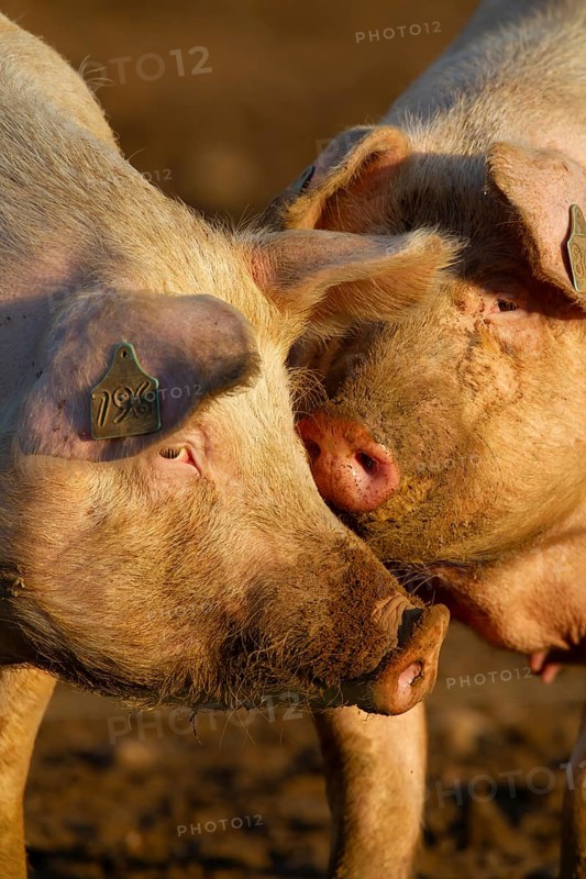 Domestic pig (Sus scrofa domesticus) two adult farm animals standing in mud in a field, England, United Kingdom