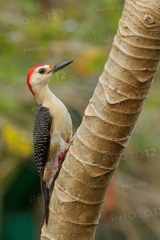 Yucatán Woodpecker (Melanerpes pygmaeus) perched on a brnach near Cancun on the Yucatan Peninsula of Mexico