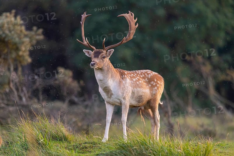 Fallow deer (dama dama), male, deer, Zandvoort, North Holland, Netherlands