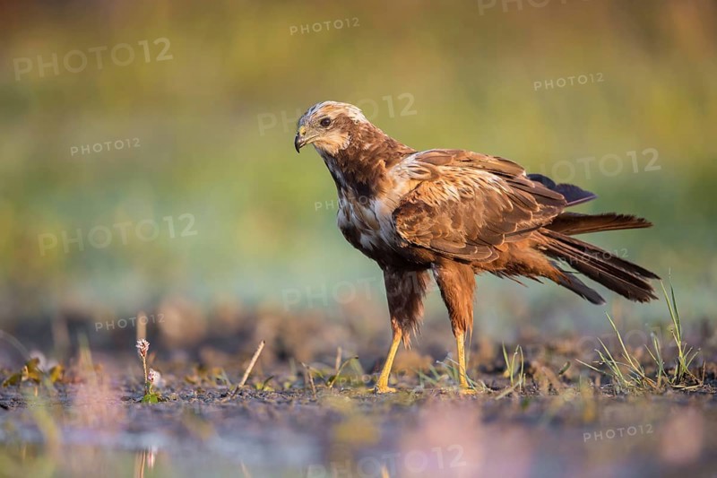 Western Marsh Harrier (Circus aeruginosus), Poland