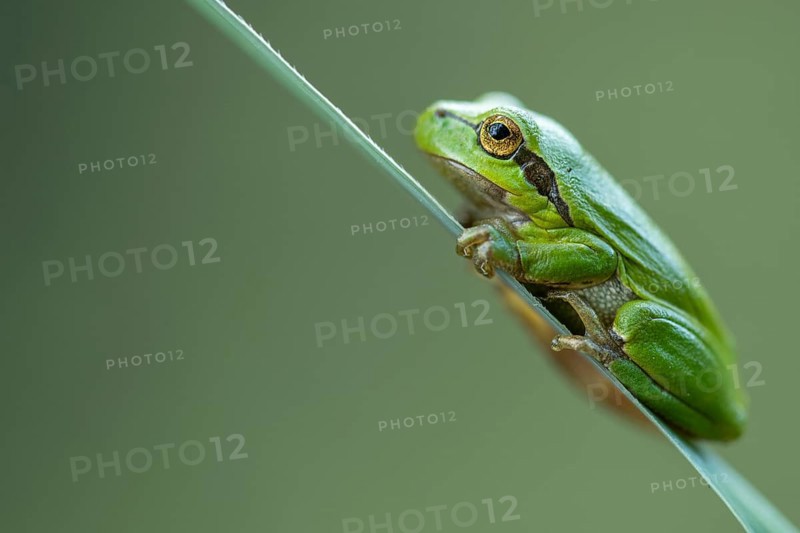 European tree frog (Hyla arborea), Zandvort, Netherlands
