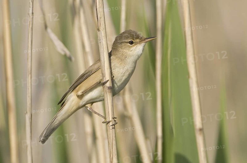 Eurasian Reed Warbler (Acrocephalus scirpaceus), Saxony, Germany