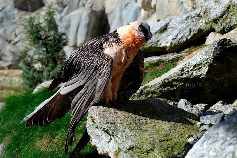 Bearded vulture (Gypaetus barbatus) Alpenzoo Innsbruck, Tyrol, Austria, Tyrol, Austria